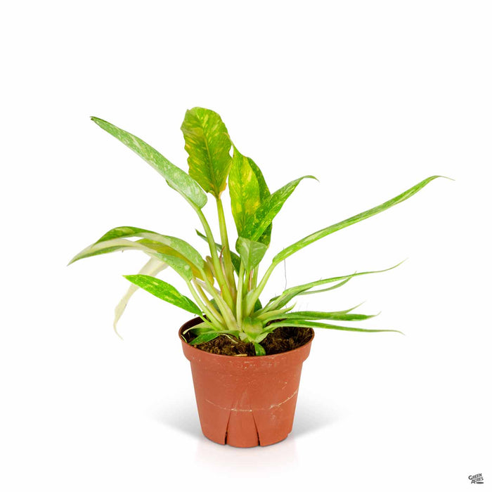 Philodendron Ring of Fire 8 inch