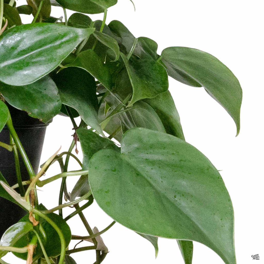 philodendron cardatum Philodendron cordatum — Green Acres Nursery & Supply
