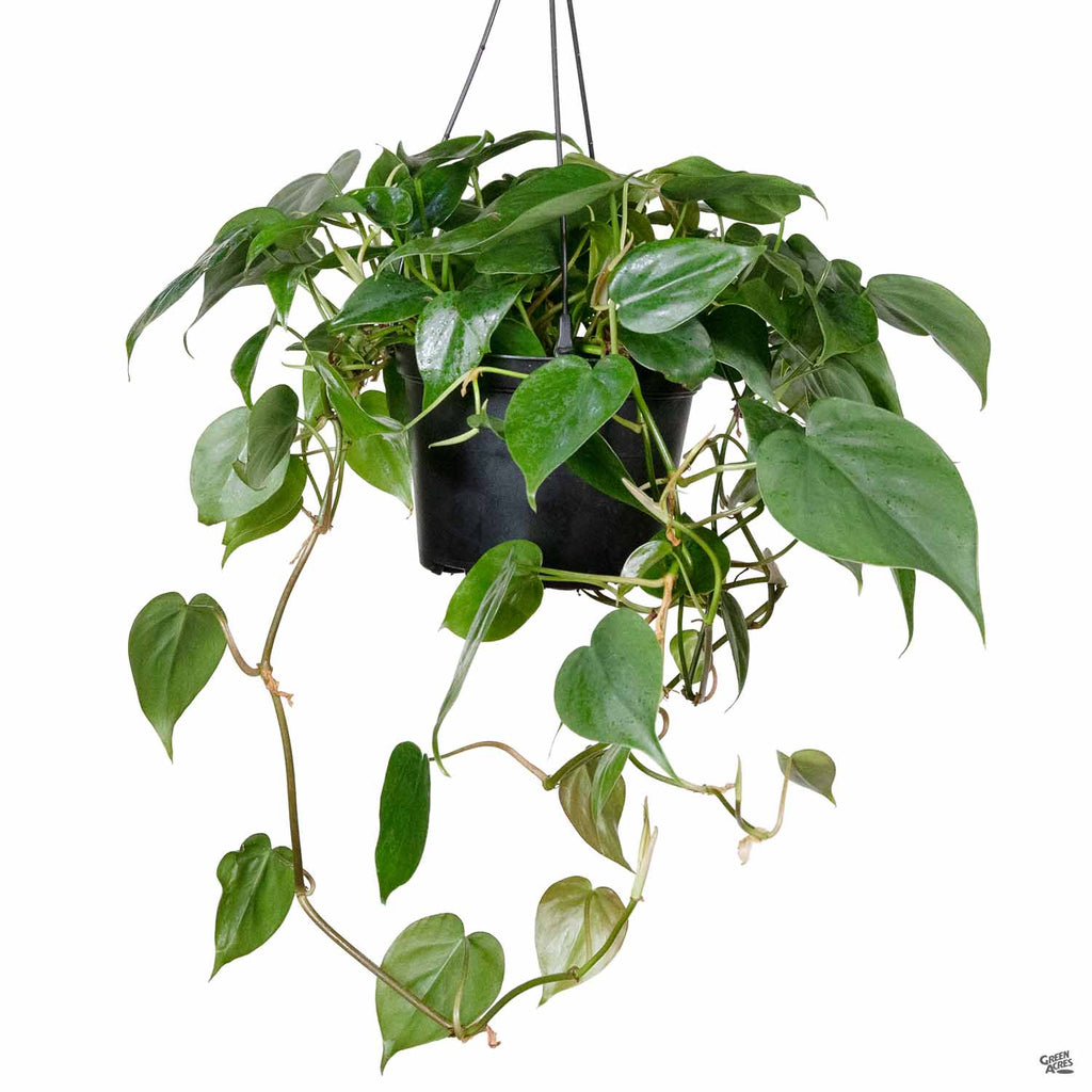 philodendron cordatum climbing Philodendron cordatum — Green Acres Nursery & Supply
