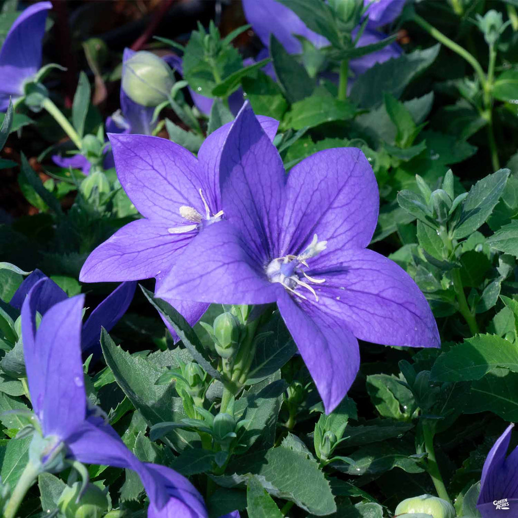 Balloon Flower — Green Acres Nursery & Supply