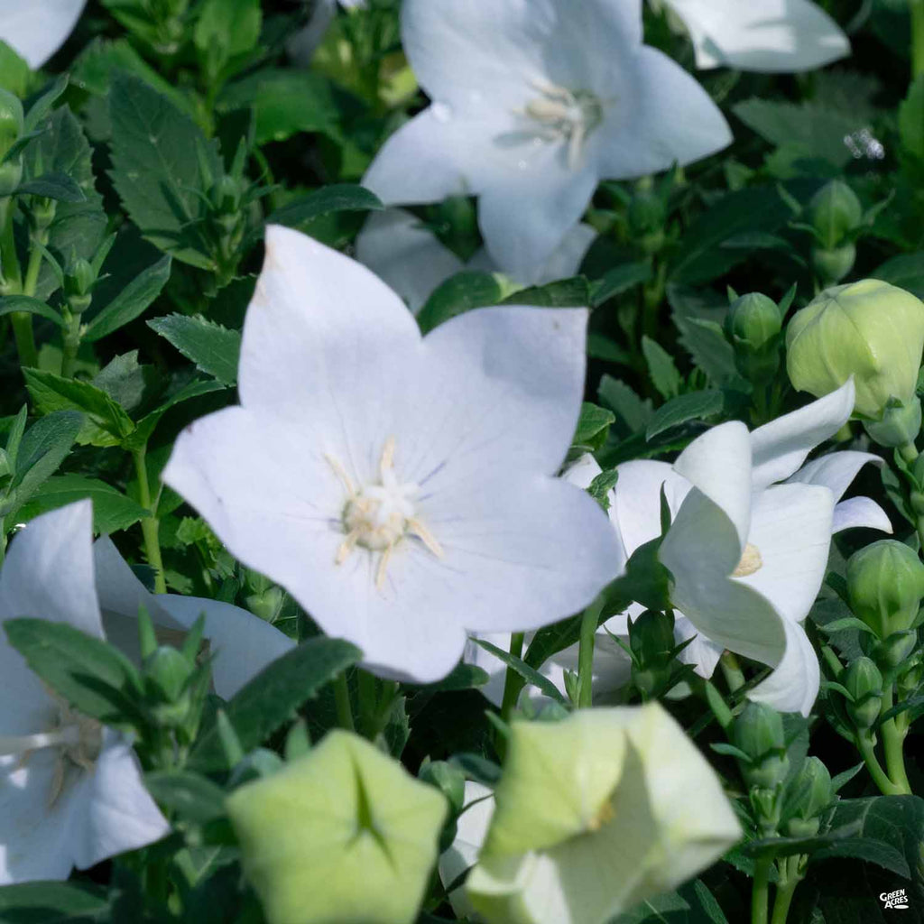 Balloon Flower — Green Acres Nursery & Supply