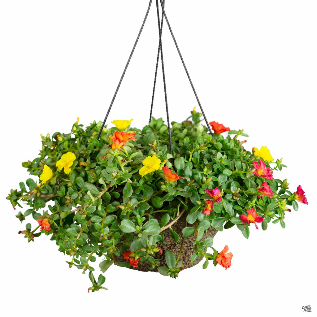 plants for hanging baskets in india Hanging Basket 10" — Green Acres Nursery & Supply