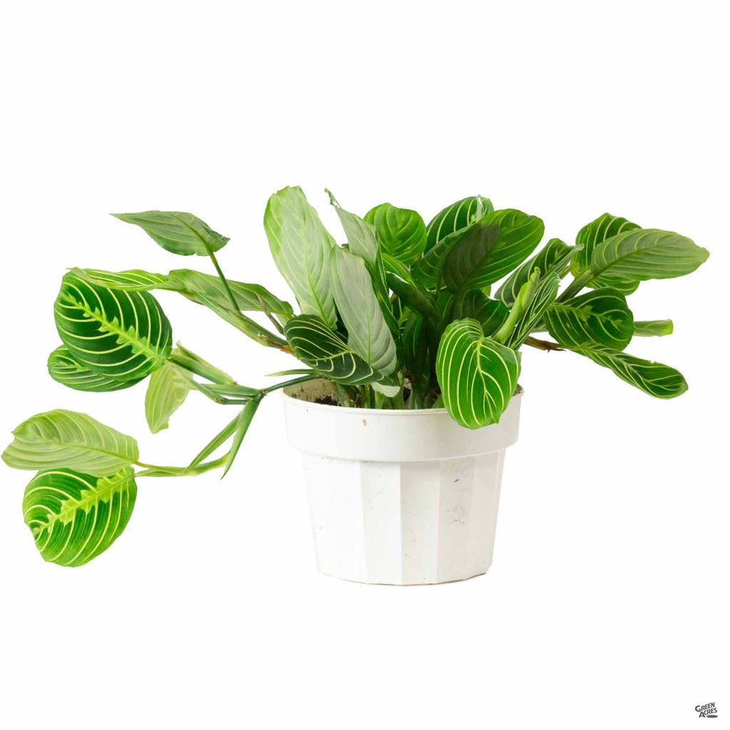 lime green prayer plant Maranta 'Lemon Lime' — Green Acres Nursery & Supply