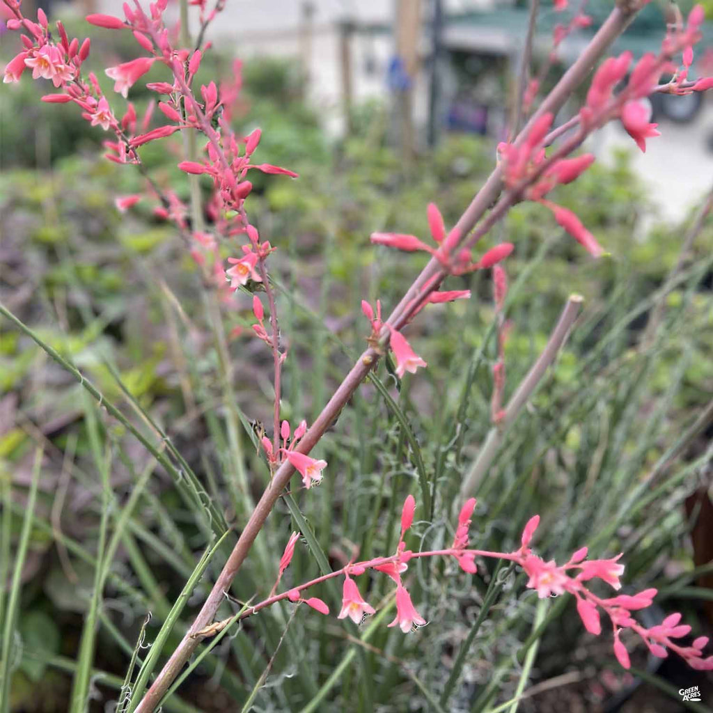 can red yucca grow in shade Red Yucca 'Little Giant' — Green Acres Nursery & Supply