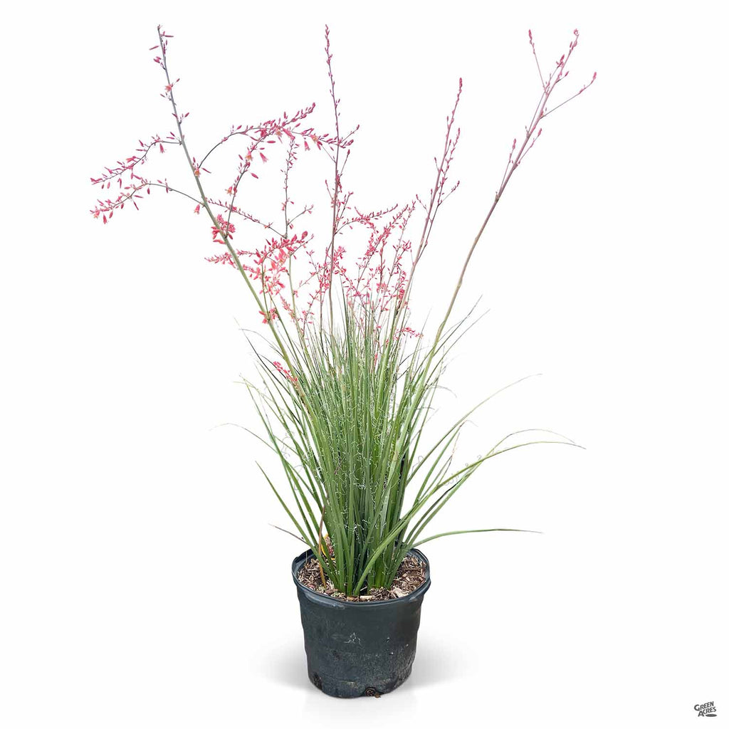 can i grow red yucca in a pot Red Yucca 'Little Giant' — Green Acres Nursery & Supply