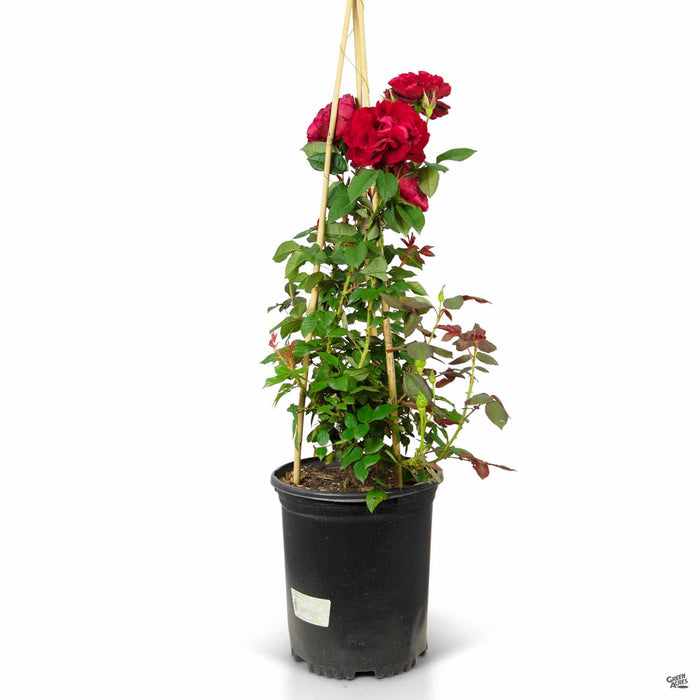 Lady in Red Climbing Rose 5 gallon