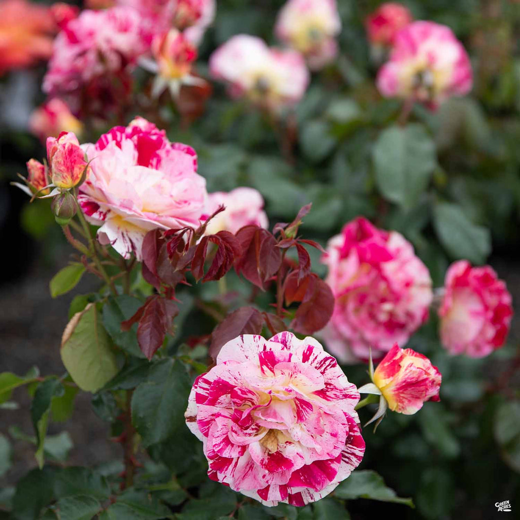 Rosa_Floribunda_GeorgeBurns3_1