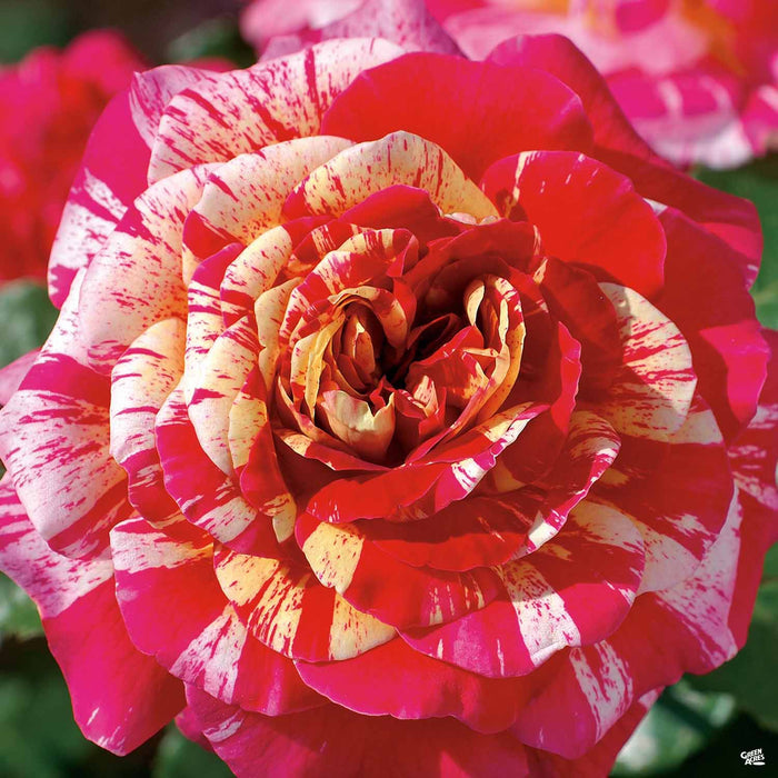 All American Magic Grandiflora Rose
