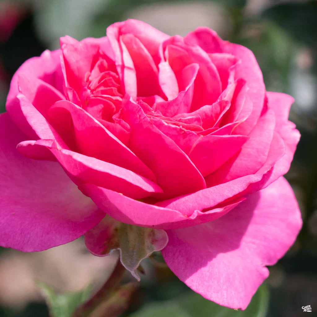 All Dressed Up™ Rose Green Acres Nursery & Supply All Dressed Up™ Rose Green Acres Nursery & Supply