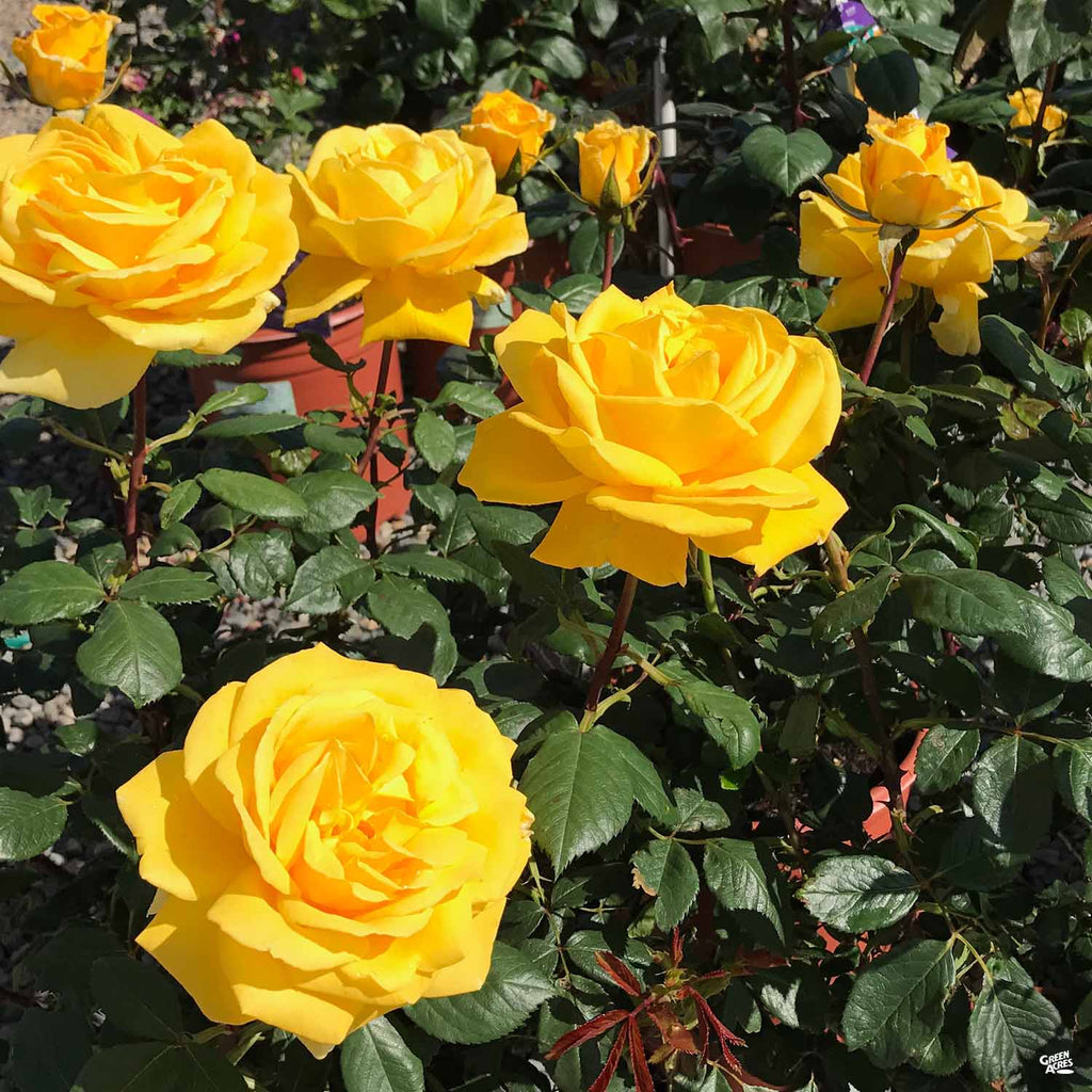 Rose 'Radiant Perfume' Bareroot — Green Acres Nursery Supply