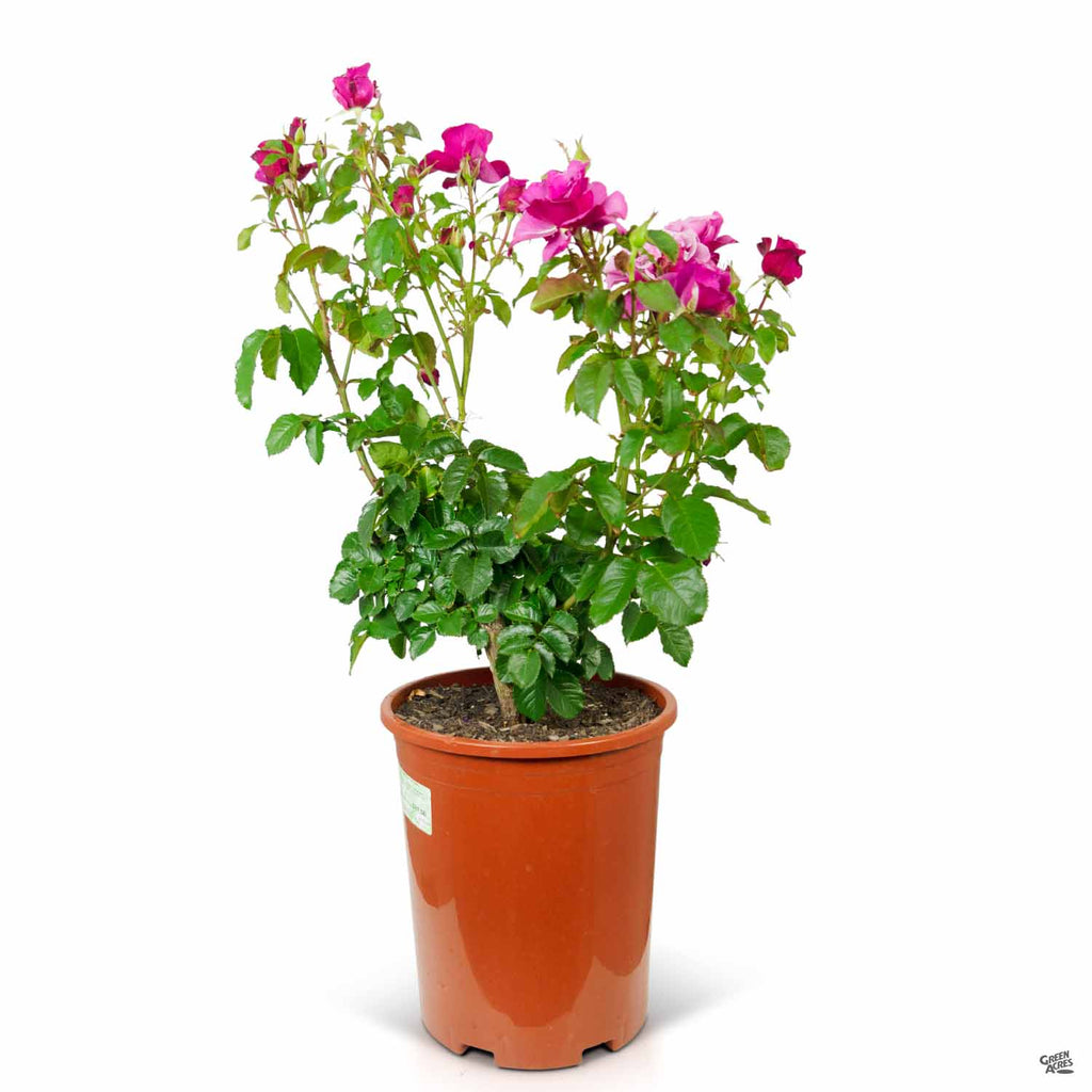 Rose 'Barbra Streisand' — Green Acres Nursery & Supply