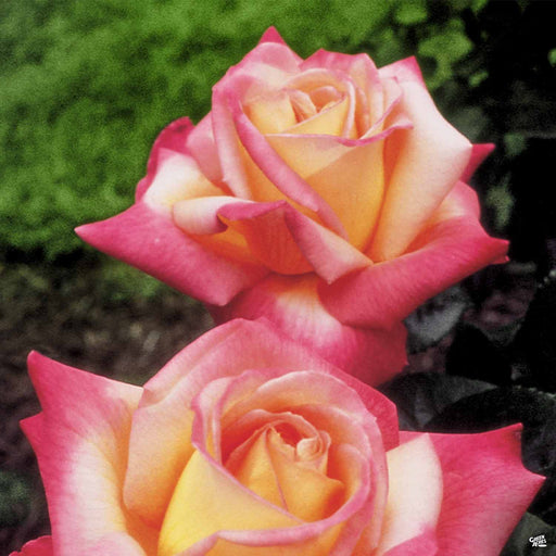 Love and Peace Rose