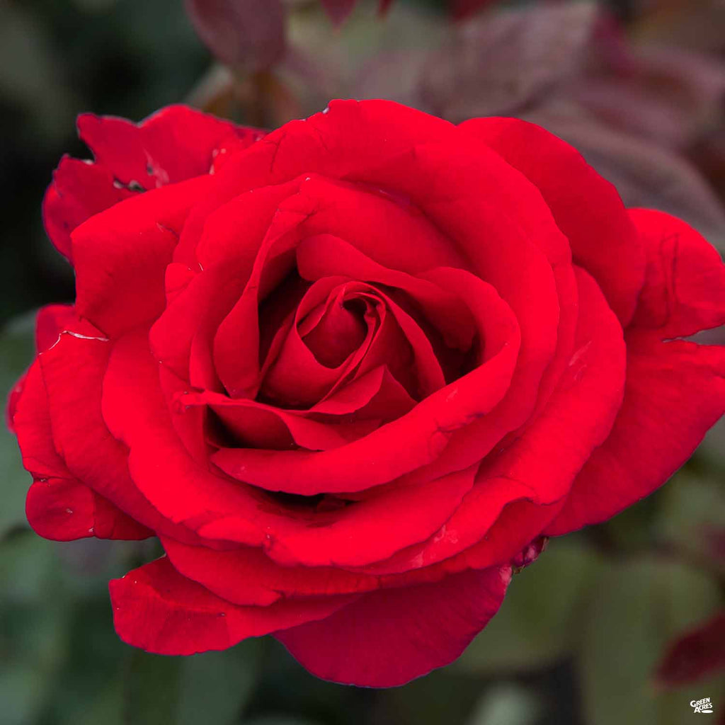 mr lincoln rose seeds Rose 'Mister Lincoln' — Green Acres Nursery & Supply