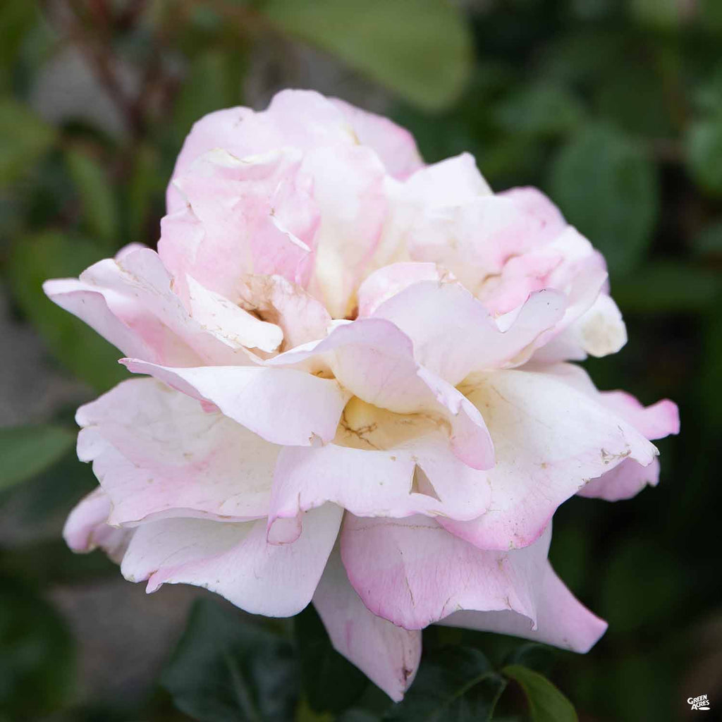 Rose 'Peace' — Green Acres Nursery & Supply