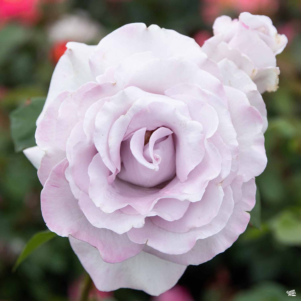 Stainless Steel™ Rose Bareroot — Green Acres Nursery & Supply