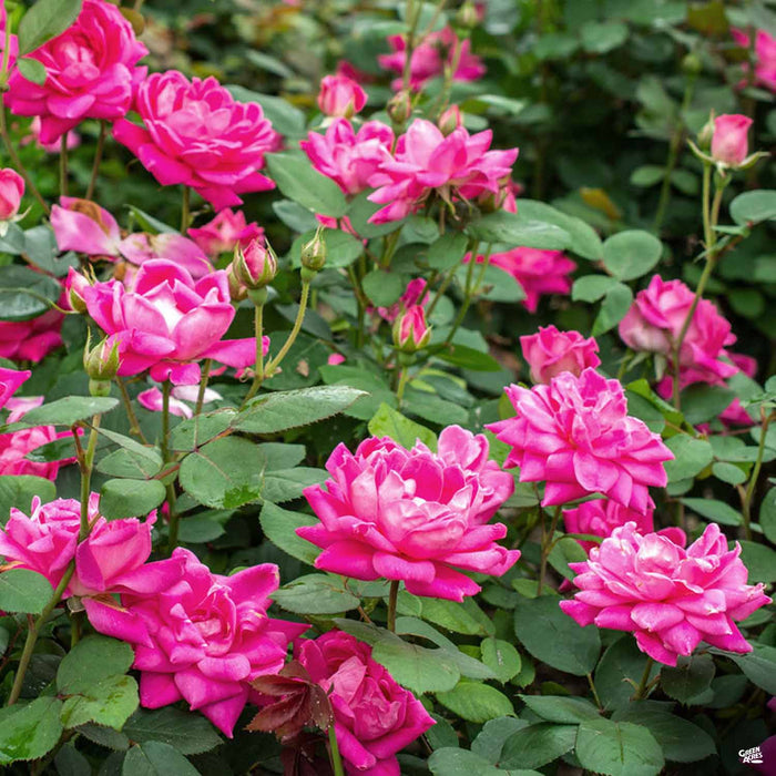 Pink Double Knock Out Rose
