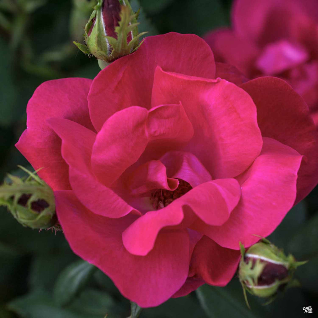 knockout rose seeds for sale Knock Out® Rose — Green Acres Nursery & Supply