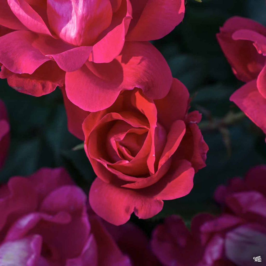 Knock Out® Rose — Green Acres Nursery & Supply