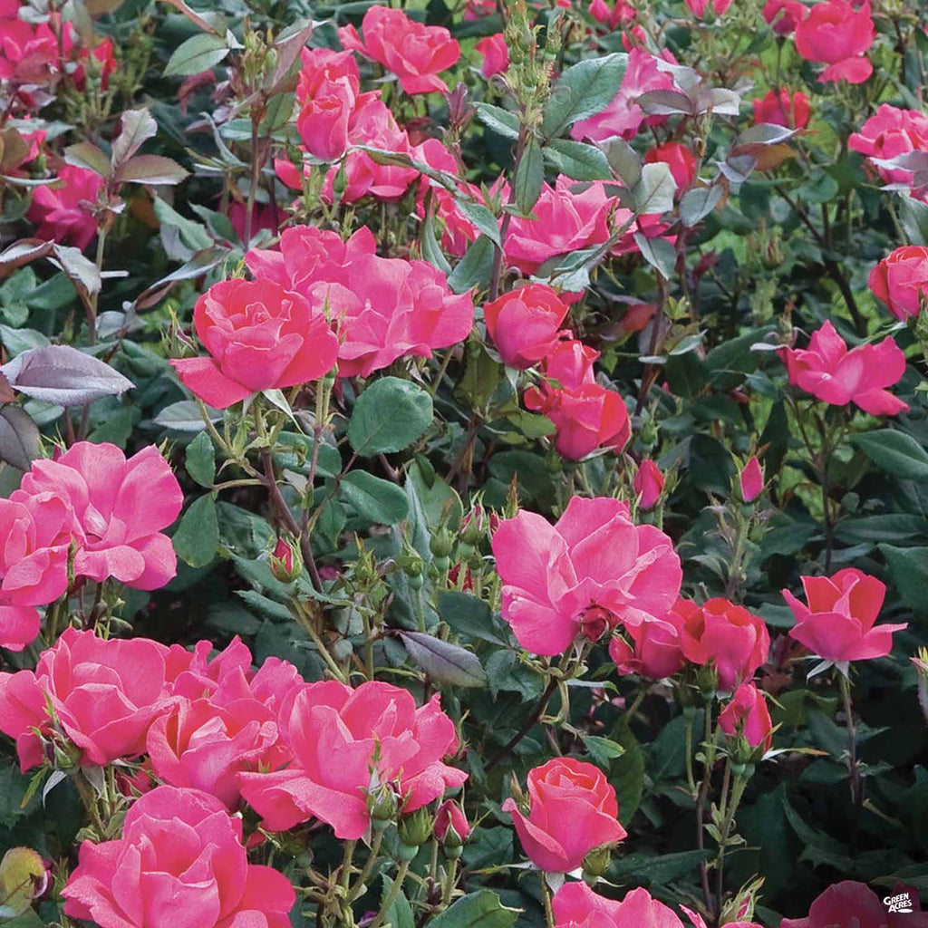Knock Out® Rose — Green Acres Nursery & Supply