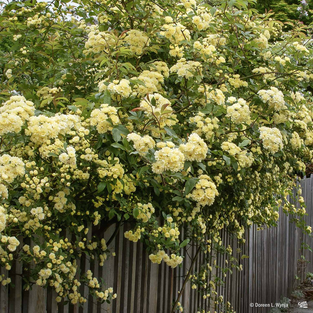 lady banks rose seeds Lady Banks Climbing Rose — Green Acres Nursery & Supply
