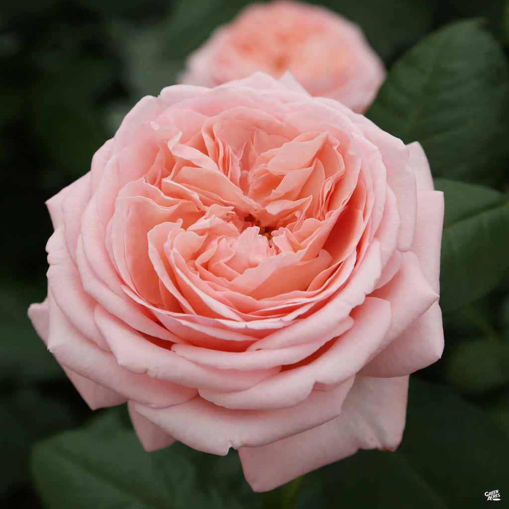 Rose 'Martha Stewart' — Green Acres Nursery & Supply