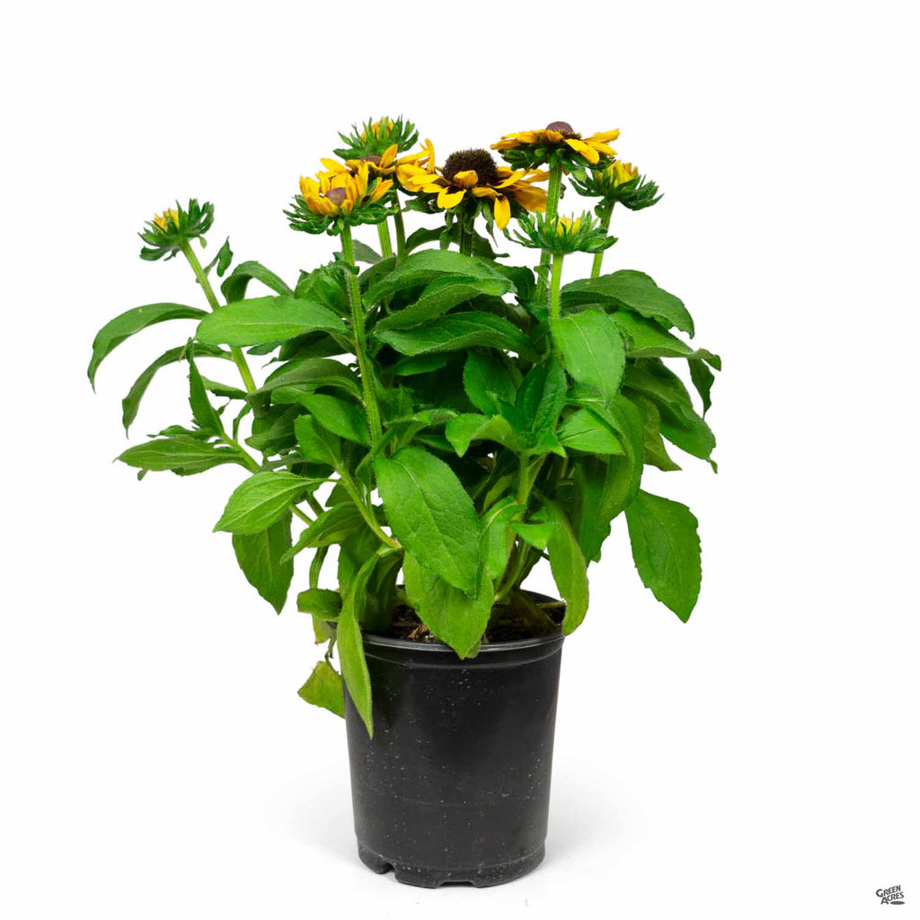 Gloriosa Daisy 'Sonora' — Green Acres Nursery & Supply