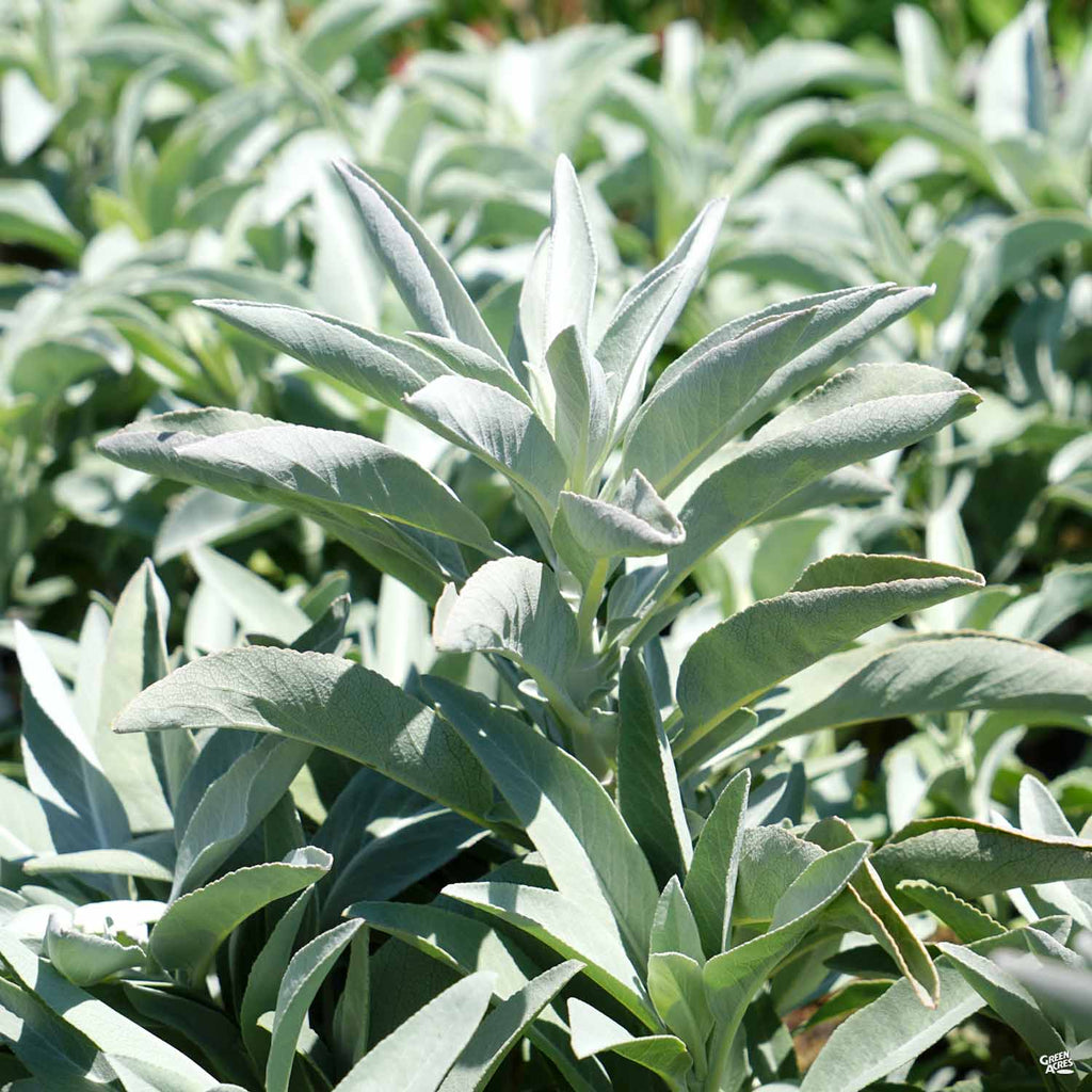 California White Sage — Green Acres Nursery & Supply