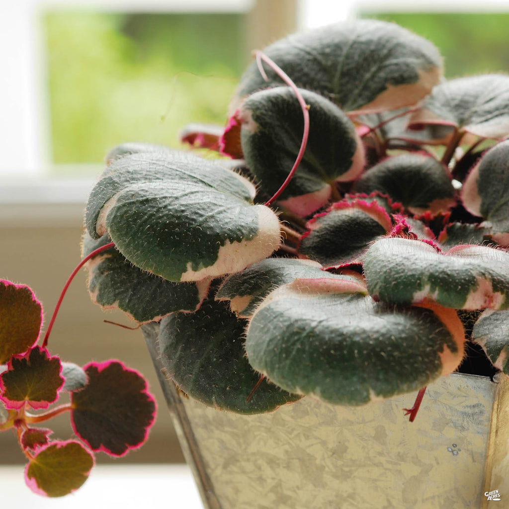 Variegated Strawberry Begonia — Green Acres Nursery & Supply