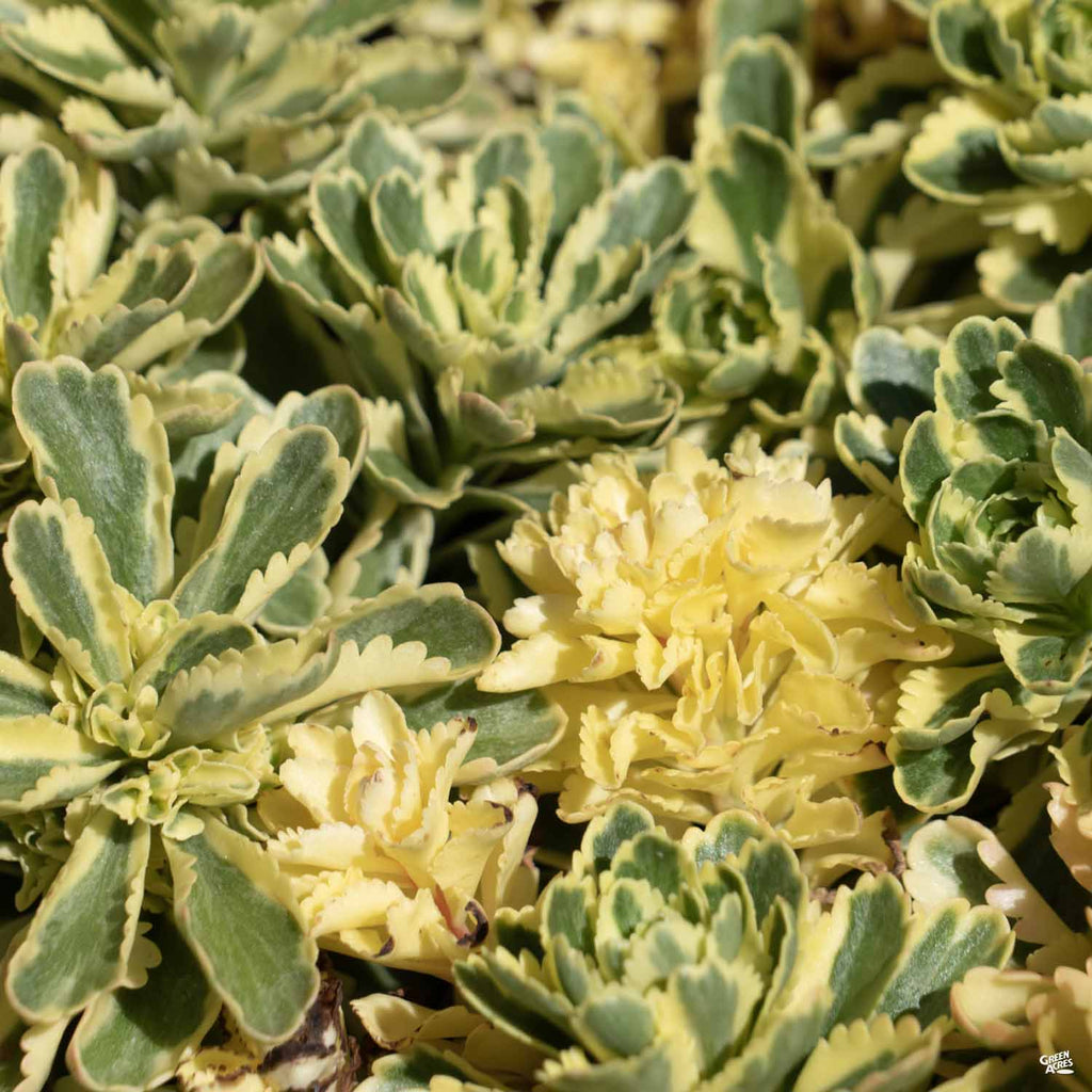 Atlantis® Sedum — Green Acres Nursery & Supply