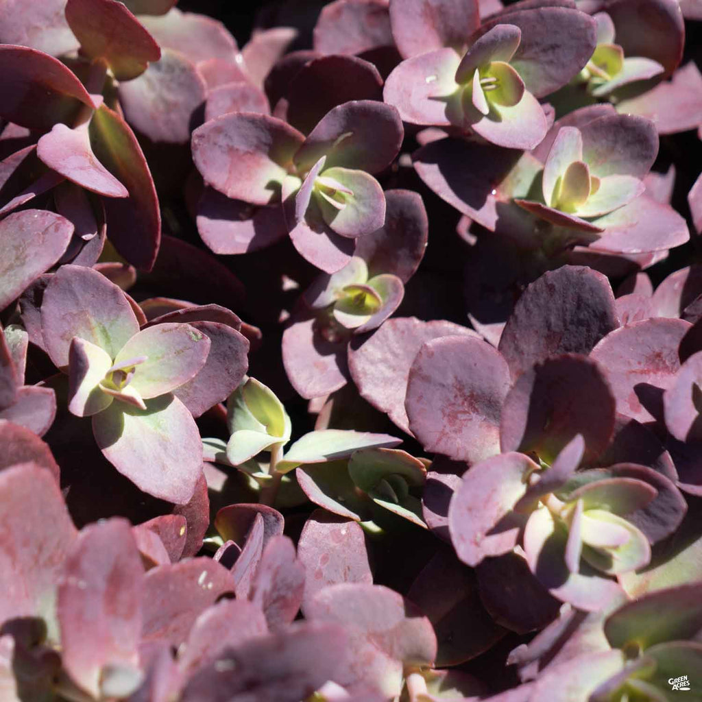 succulent tart Sunsparkler® Cherry Tart Sedum — Green Acres Nursery & Supply