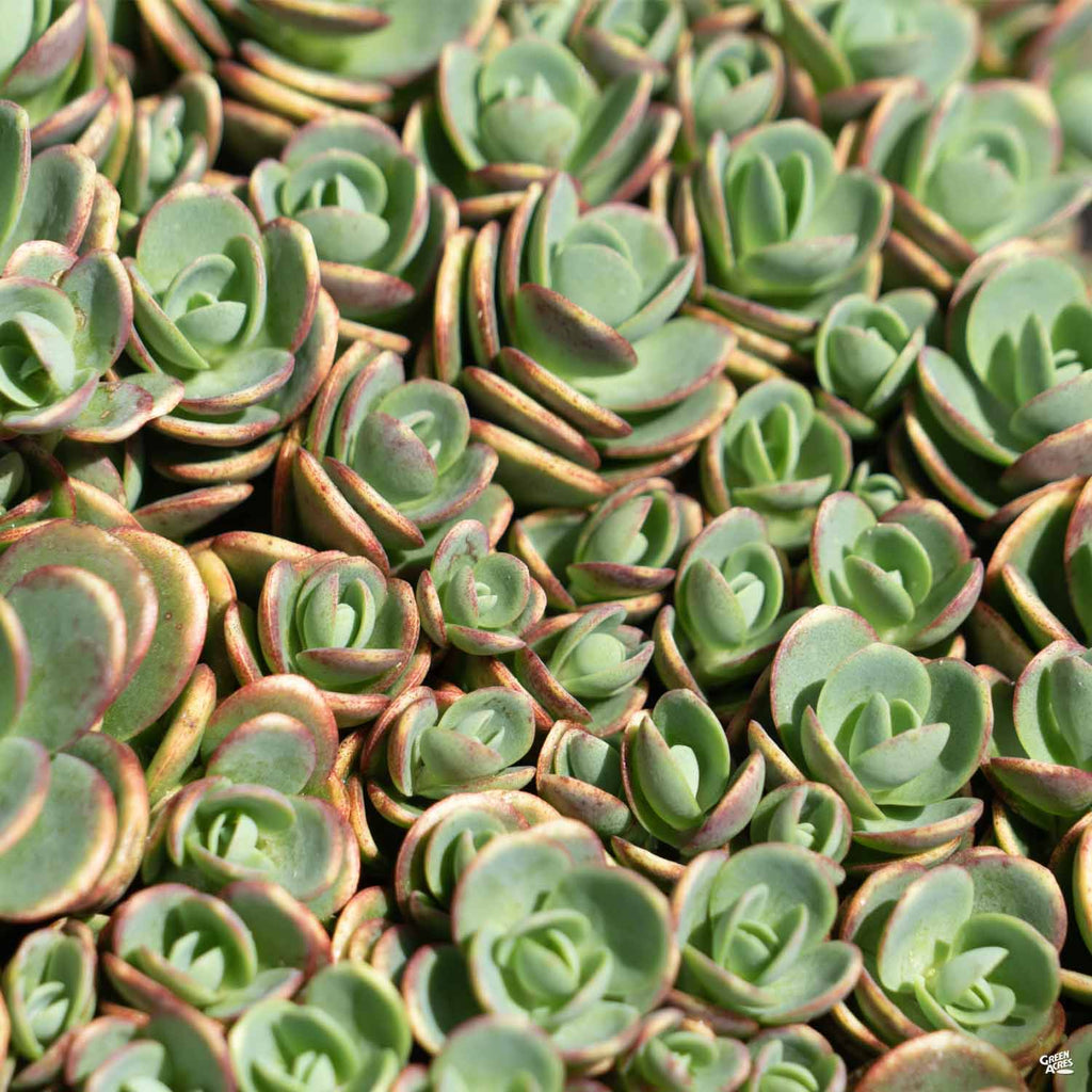 Sunsparkler® Lime Zinger Sedum — Green Acres Nursery & Supply