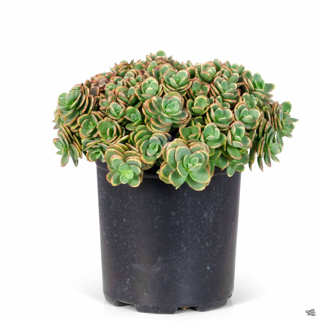 lime sparkler succulent Sunsparkler® Lime Zinger Sedum — Green Acres Nursery & Supply