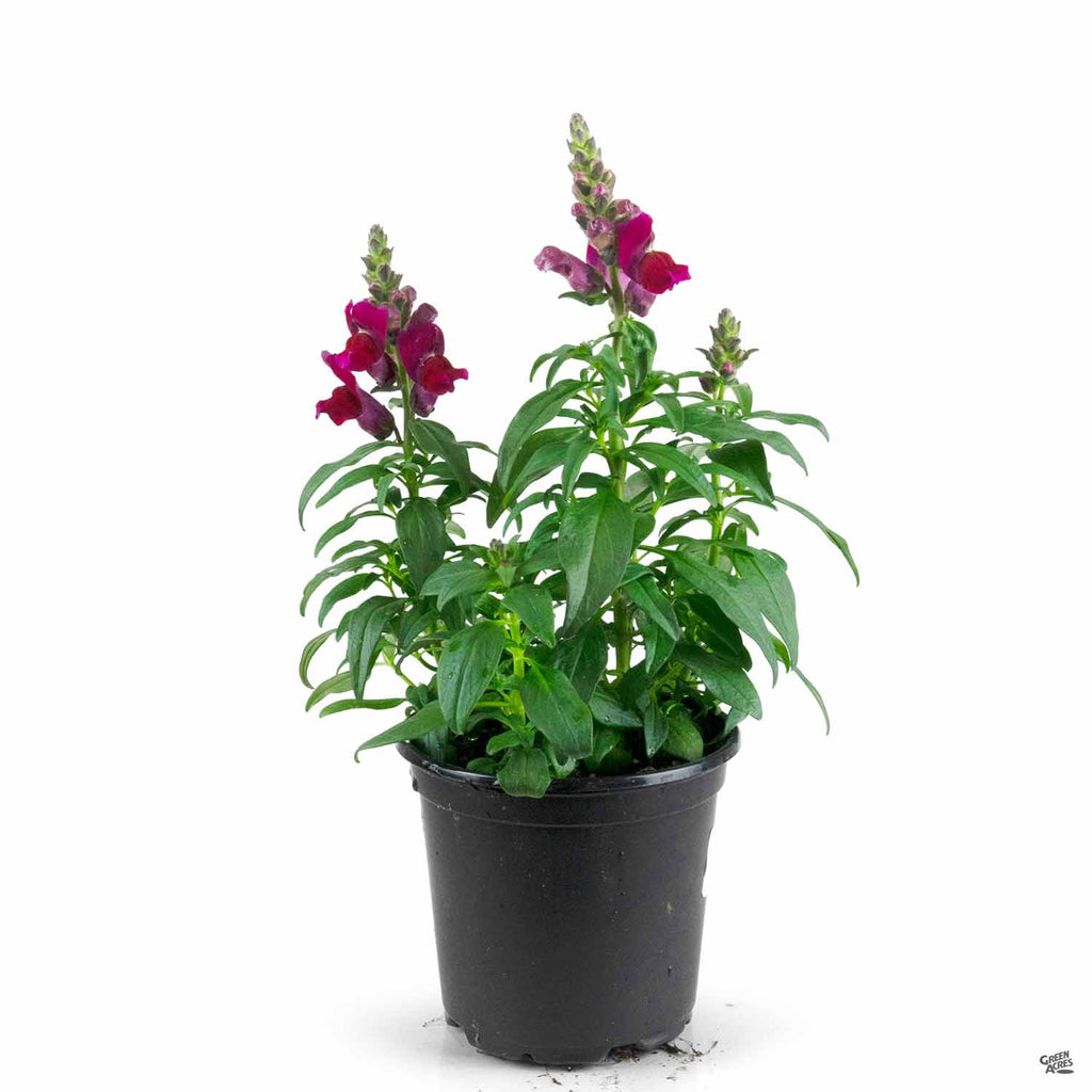 snapdragon plant indoors Snapdragon — Green Acres Nursery & Supply