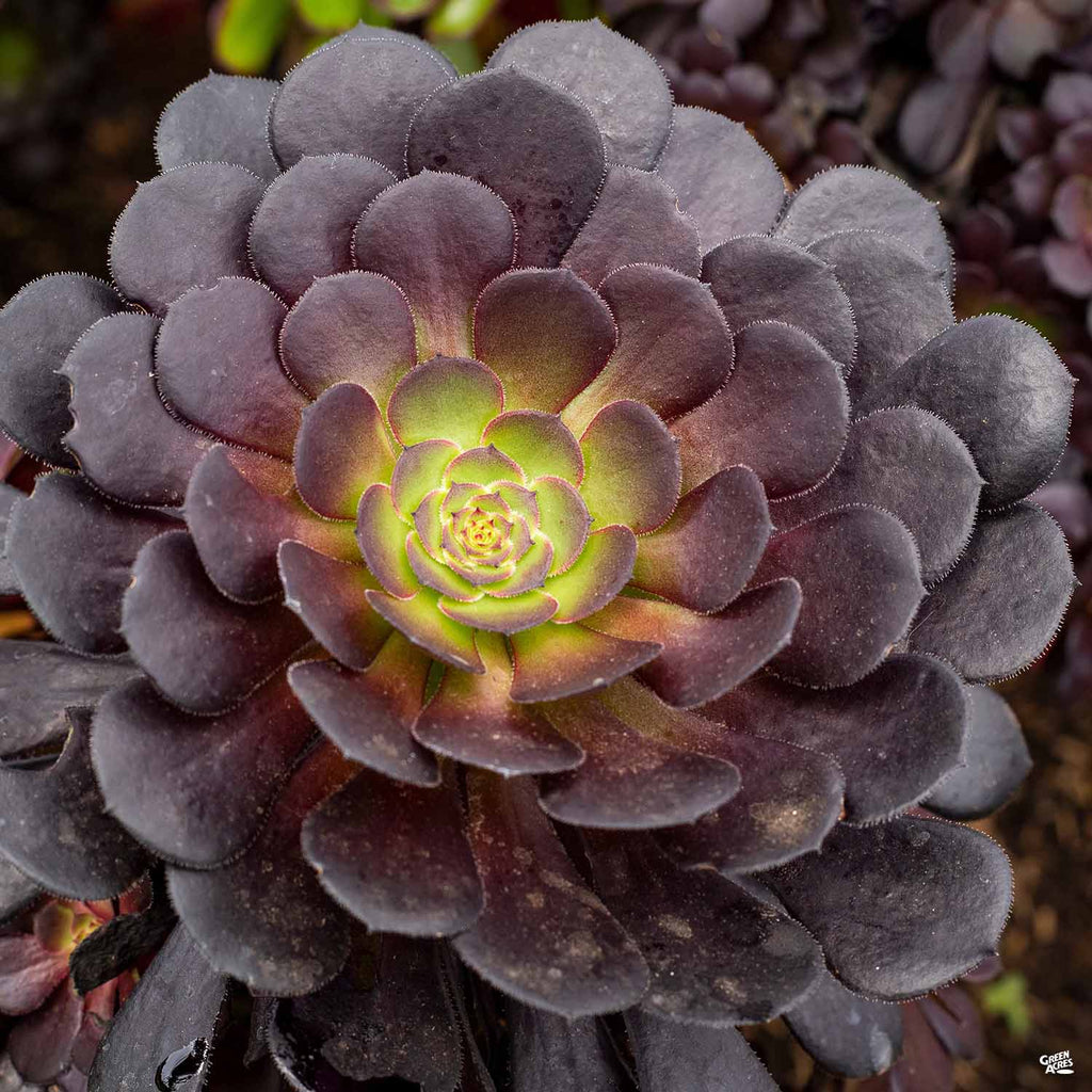 aeonium black succulents Aeonium 'Zwartkop' — Green Acres Nursery & Supply