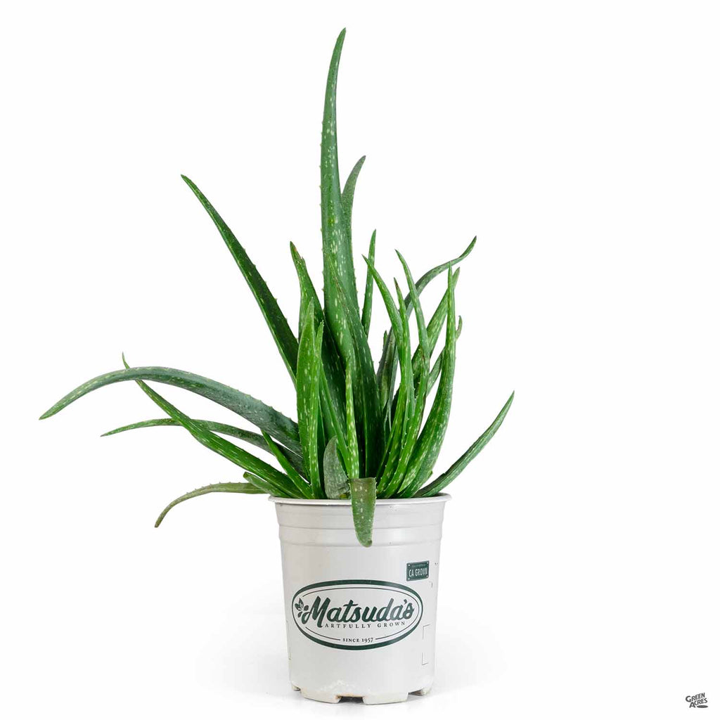 Aloe Vera — Green Acres Nursery & Supply