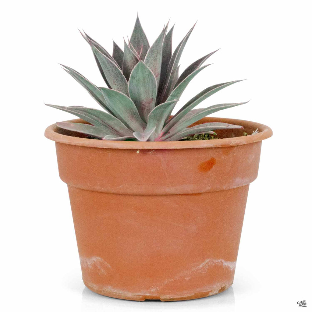mangave lavender lady plant Mangave 'Lavender Lady' — Green Acres Nursery & Supply