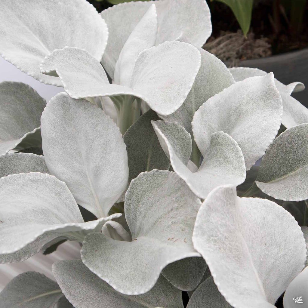 Angel Wings Senecio — Green Acres Nursery & Supply