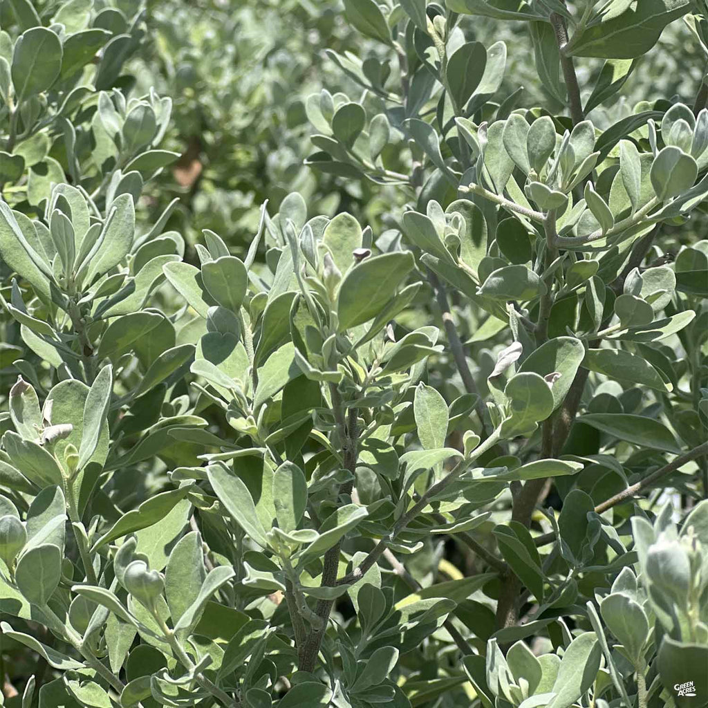 silverado herbicide Texas Ranger 'Silverado' — Green Acres Nursery & Supply
