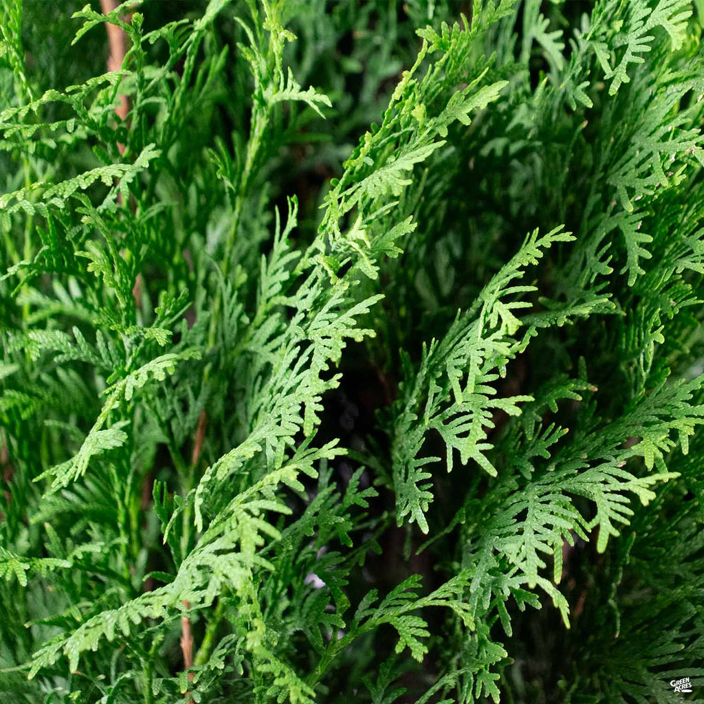 North Pole® Arborvitae — Green Acres Nursery & Supply