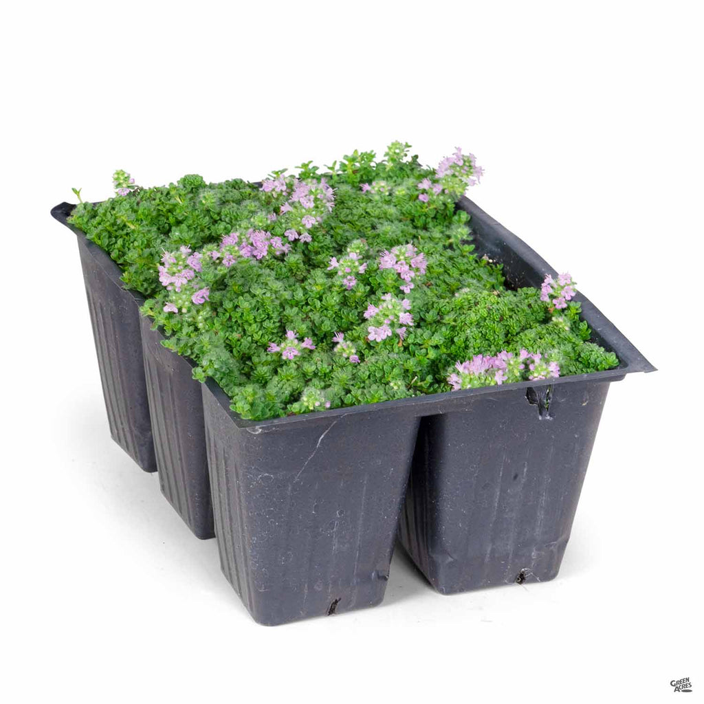 Thyme 'Elfin' — Green Acres Nursery & Supply