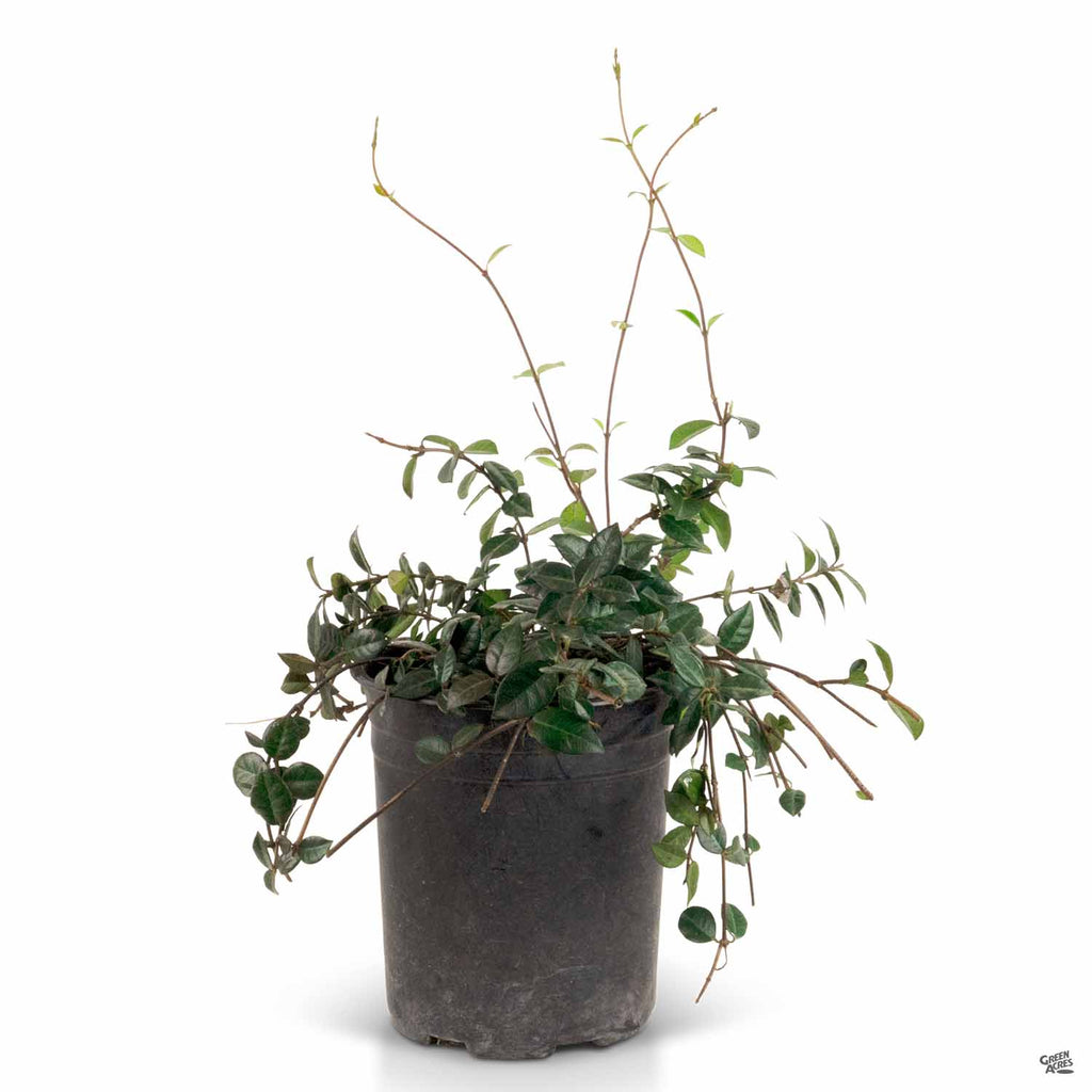 Asian Jasmine — Green Acres Nursery & Supply