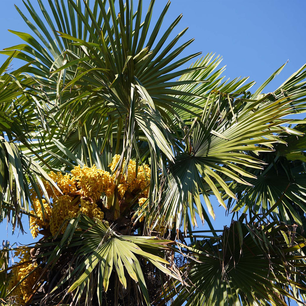 Windmill Palm — Green Acres Nursery & Supply