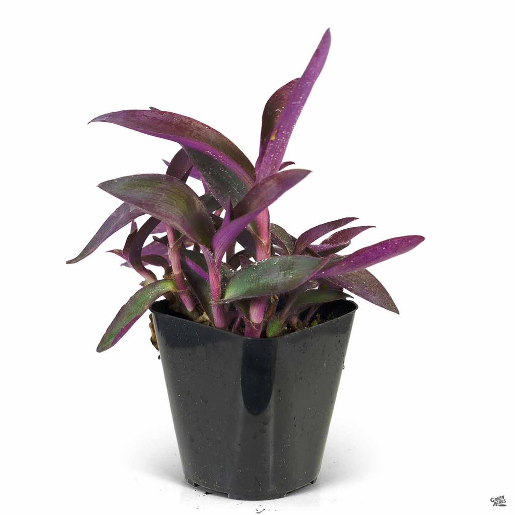 purple heart plant fertilizer Purple Heart — Green Acres Nursery & Supply