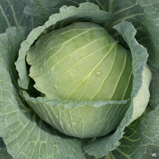 Cabbage Headstart
