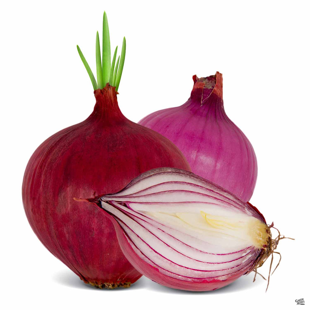 Onion 'Red Creole' — Green Acres Nursery & Supply
