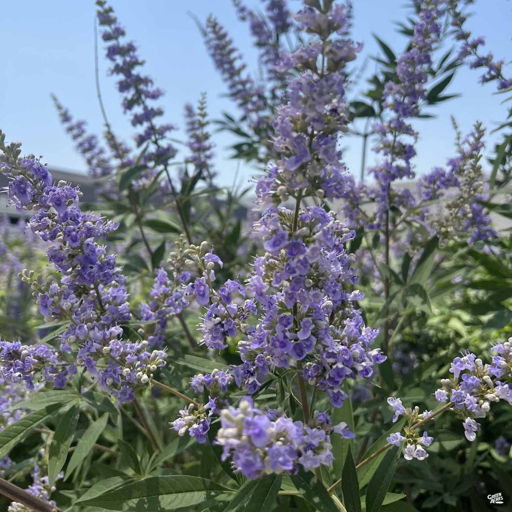 Texas Lilac 'Shoal Creek' — Green Acres Nursery & Supply