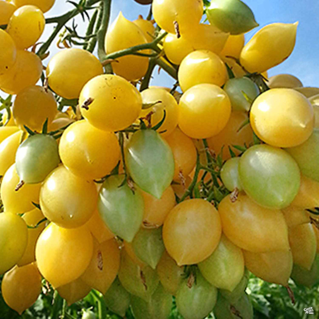 Tomato 'Barry's Crazy Cherry' — Green Acres Nursery & Supply
