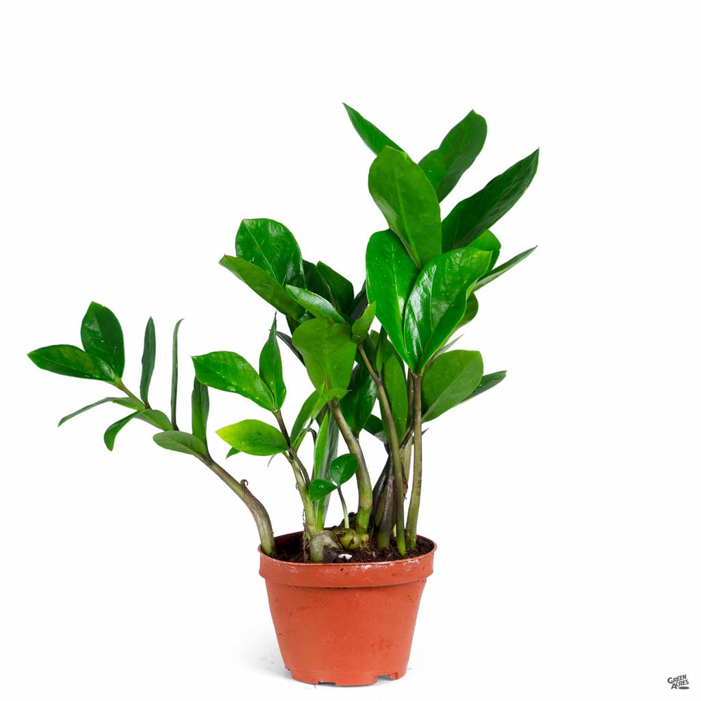 ZZ Plant — Green Acres Nursery & Supply