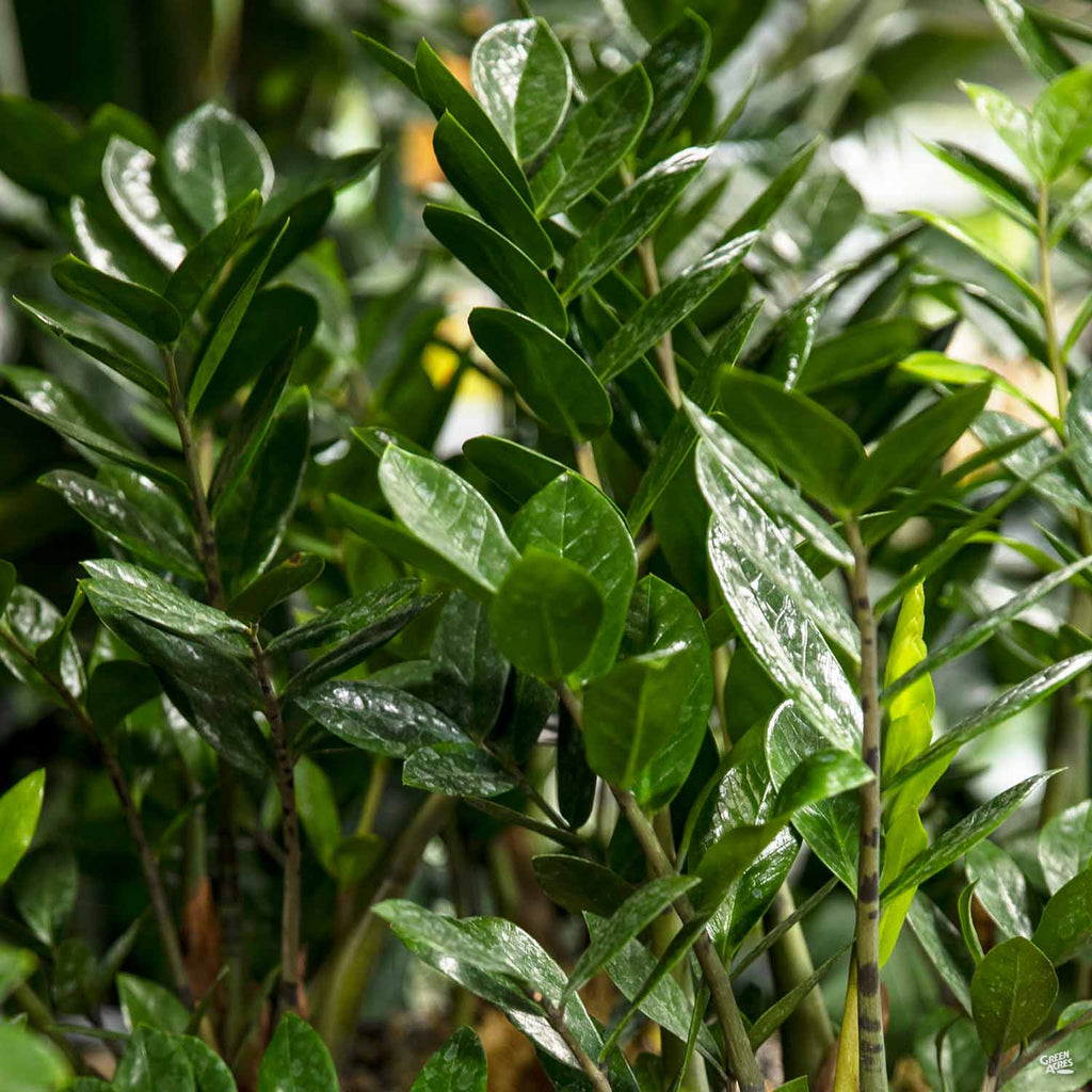 house plant zamioculcas zamiifolia ZZ Plant — Green Acres Nursery & Supply
