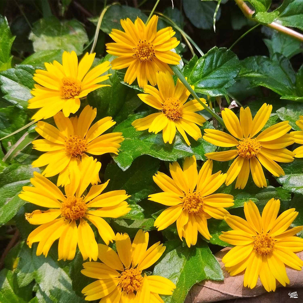 Zexmenia — Green Acres Nursery & Supply
